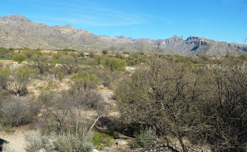 Greens at Ventana Canyon 8